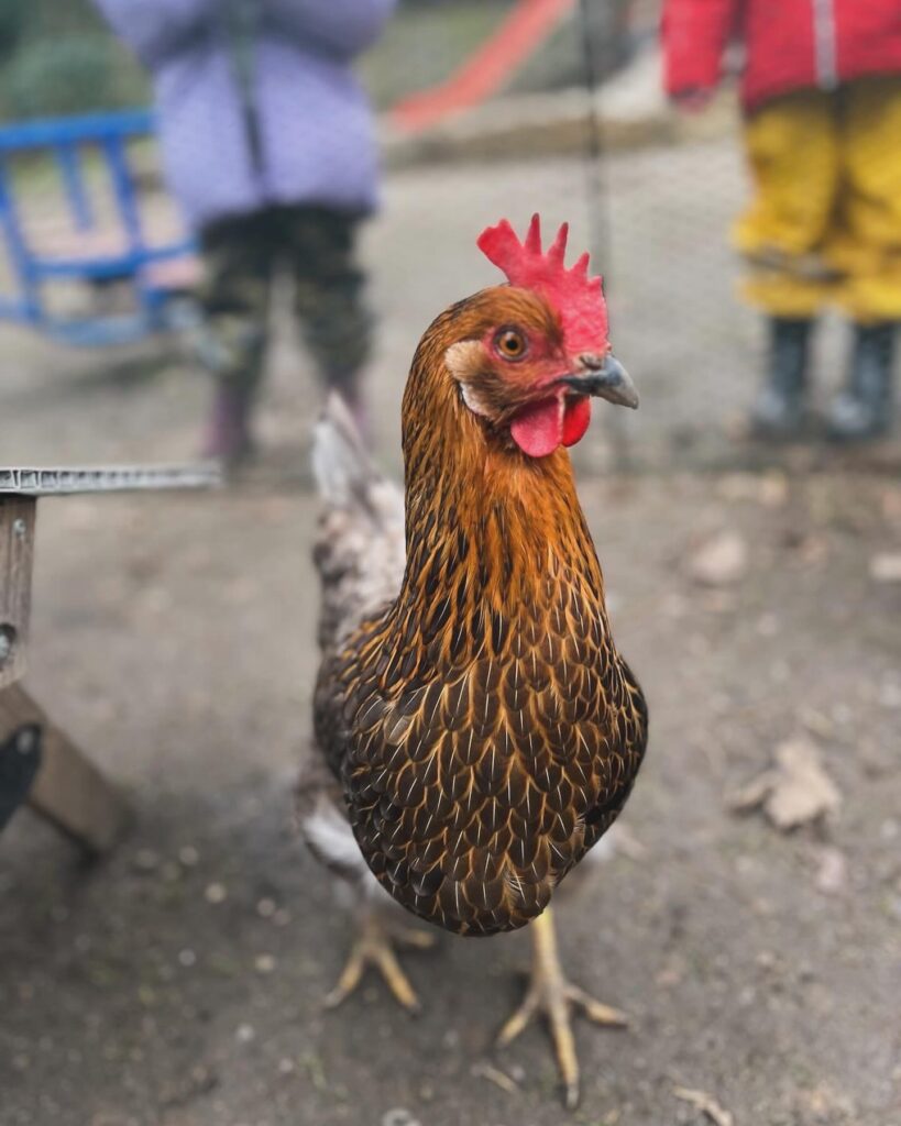 Leihhuhn im Garten des Kinderladens